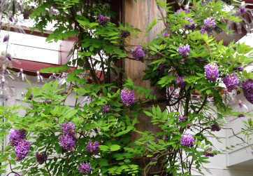Detail of red arbor with wisteria in bloom