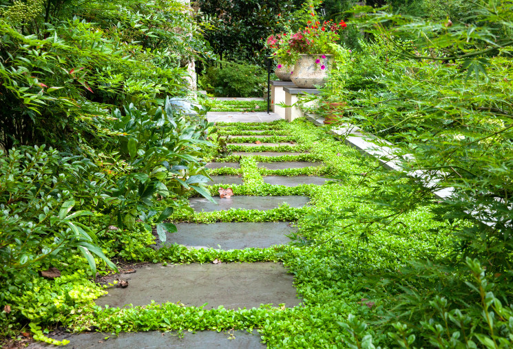 Path with lined with lush plantings
